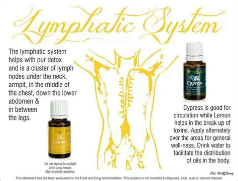 Lymphatic System Essential Oils Pinterest