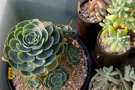How Fast Do Succulents Grow And How To Grow Them Faster