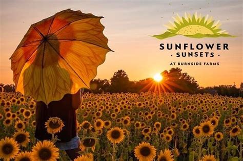 Sunflower Sunsets — Burnside Farms