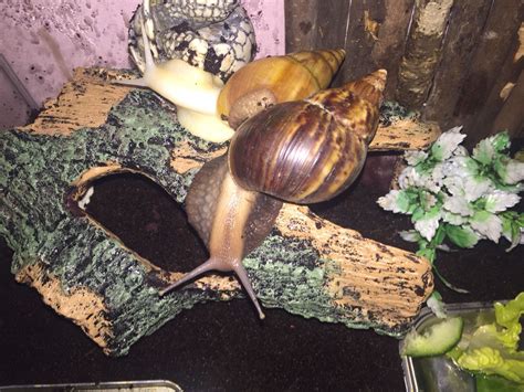 The average size is about 80 mm or 3 inch. Giant African Land Snails for sale in UK | View 90 ads