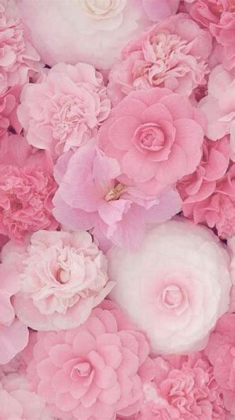 Image Result For Pink Iphone Wallpaper ดอกไม้ กุหลาบสีชมพู ดอกกุหลาบ