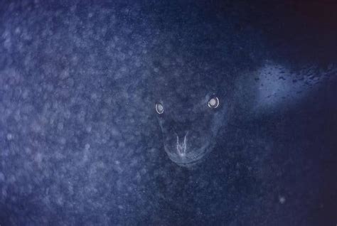 Thalassophobia Is A 100 Real And Terrifying Thing And You Definitely Have It Leopard Seal