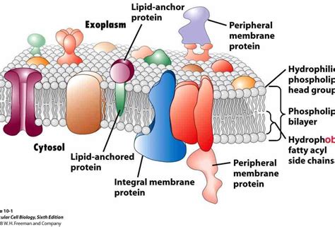 Glycoproteins In The Cell Membrane Are Lipids That Form Part Of The