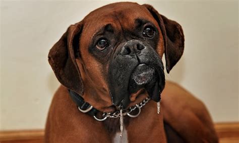 1500 Boxer Dog Names Great Ideas For Strong And Stuff Boxers