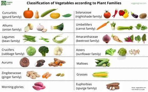 Classification Of Vegetables According To Plant Families Veggies Grow