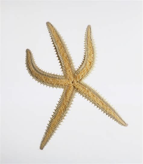 Explore The Inside Of A Sea Star
