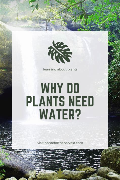 Why Do Plants Need Water In 2020 Plant Needs Gardening For