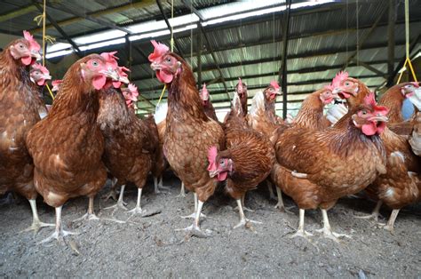 Wishhs African Poultry Development Work Ahead Of Trends In New