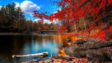 Red Autumn Leaves Water Wallpapers 1600x900 813190