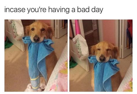 In Case Youre Having A Bad Day Rwholesomememes