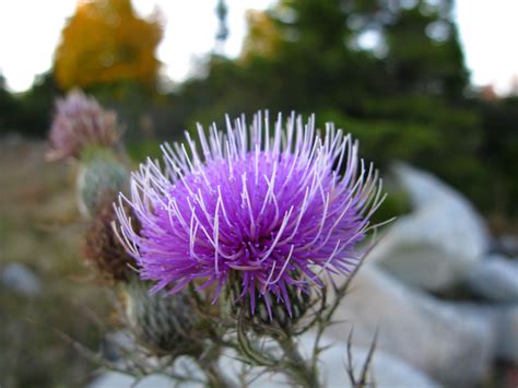 Thorny Purple Wild Flower Flowers Free Nature Pictures By Forestwander Nature Photography