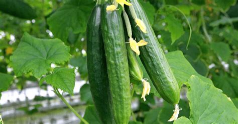 growing cucumbers upside down inside grow my own health food