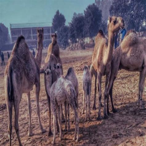 United Nations Declares 2024 As The International Year Of Camelids