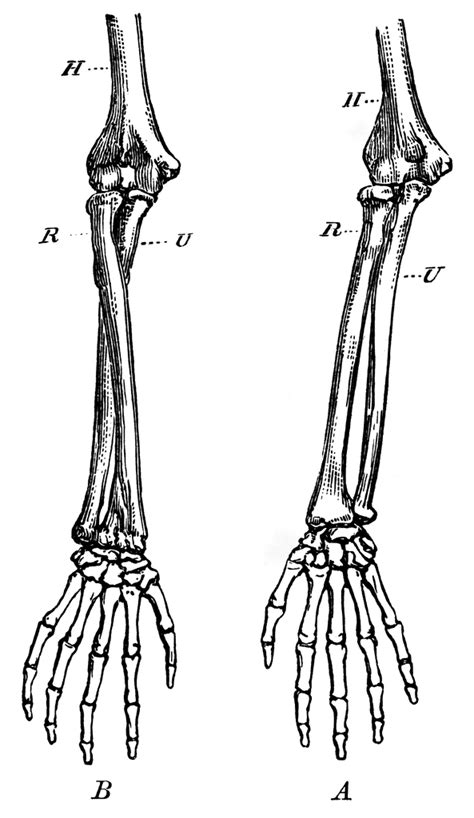 Forearm Bones Clipart Etc Skeleton Drawings Bone Drawing Anatomy Art