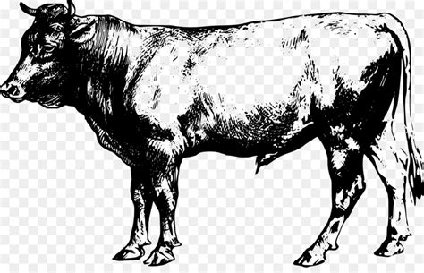 Clip Art Vector Graphics Ayrshire Cattle Drawing Beef Cattle Png Download Free