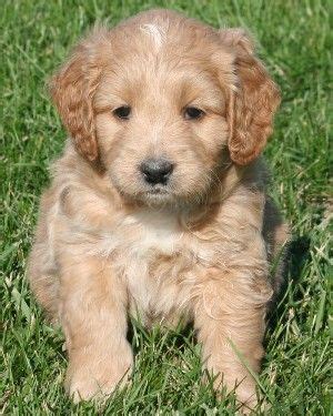 Goldie poos, groodles, golden poos…whatever you call them if you're asking yourself which size goldendoodle to buy, one of the most important things to consider is how much exercise you can provide your new furry friend. Miniature golden doodle.... (With images) | Teddy bear dog ...