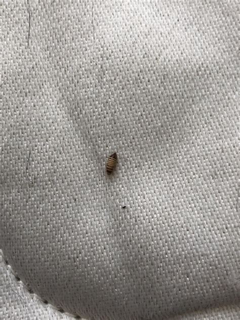 Found On A Mattress Not A Bed Bug Los Angeles