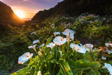 This Hidden Valley In Big Sur Is Filled With Hundreds Of Calla Lilies