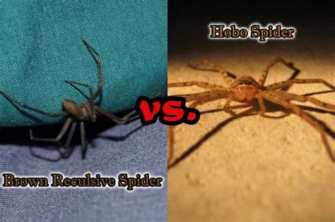 Brown Recluse Vs Hobo Spider Six Major Differences