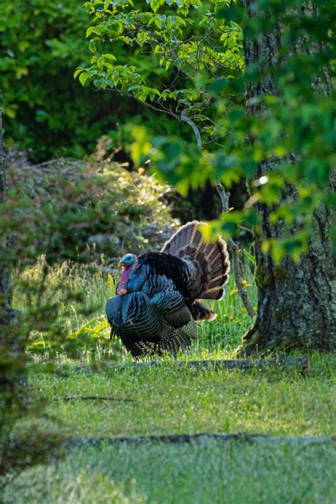 sneak peek photo contest the national wild turkey federation s live wild turkey photography