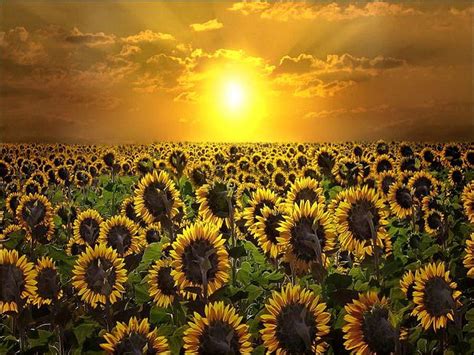 Sunrise And Sunflowers Flowers Sunrise Sunflowers Field Hd