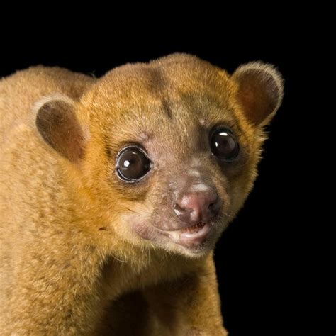 Kinkajou Rainforest Animals Animals Mammals