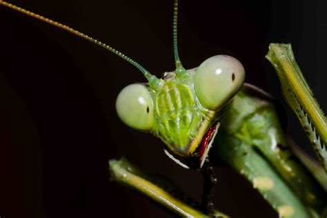 10 Maravillosos Datos Sobre Las Mantis Religiosas Ecverde