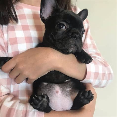 The french bulldog has its roots in france, just like the name implies. French Bulldog Puppies For Sale | Dallas, TX #328242