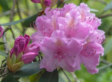 22 Types Of Pink Flowering Shrubs