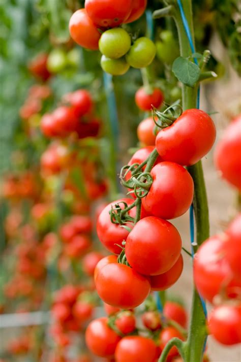Growing Tomatoes 8 Easy Tips Blains Farm And Fleet Blog