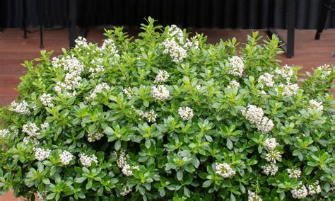 Plant Growers Australia Escallonia White Hedge With An Edge