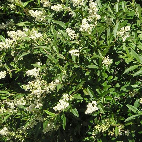 Ligustrum Vulgare Lodense Troène Commun Nain à Floraison Odorante