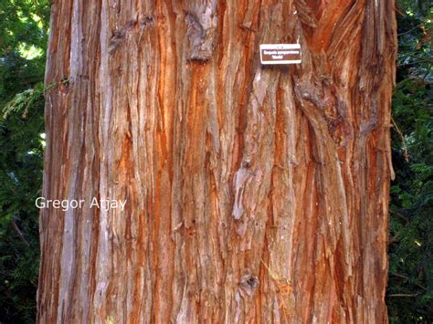 Pictures And Description Of Sequoia Sempervirens Martin Esveldnl