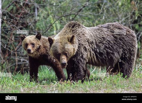 Mother Grizzly Bear Ursus Arctos And Cub Near Prince George British