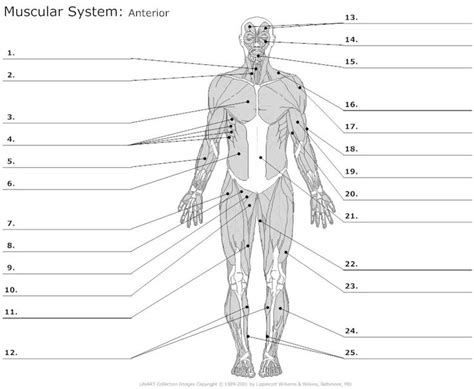 Musclular System Labeled Back Human Body Muscles Labeled Front And