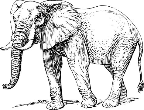 Elefanten Kennenlernen Informationen Und Malvorlagen Für Kinder