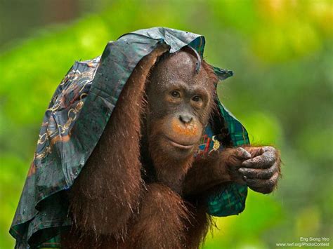 16 Photographs Of Animals Caught In The Rain Animals Orangutan