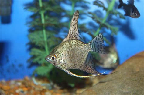 Absolutely Fish Photo Gallery Freshwater Angelfish