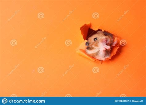 Funny Syrian Hamster Looking Out Of Hole In Orange Paper Closeup Stock