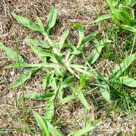 Crabgrass Control Eliminate Lawn Crabgrass Fords Hometown Services