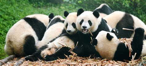 70 Panda Facts That Will Make Your Day Factretriever