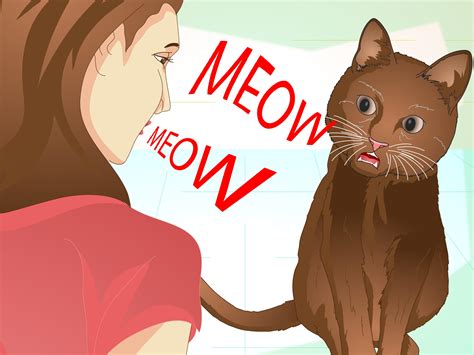 How To Teach Your Cat To Do Tricks 15 Steps With Pictures