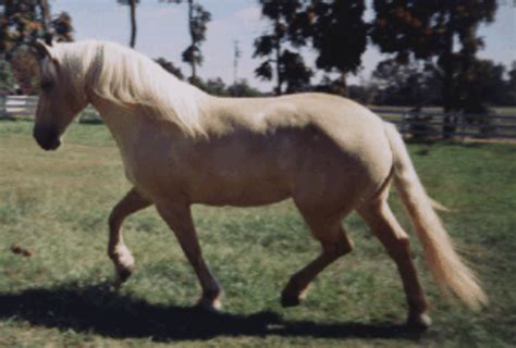 Breed Profile American Cream Draft Horse The Horse