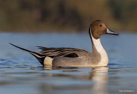 Northern Pintail Ducks Unlimited