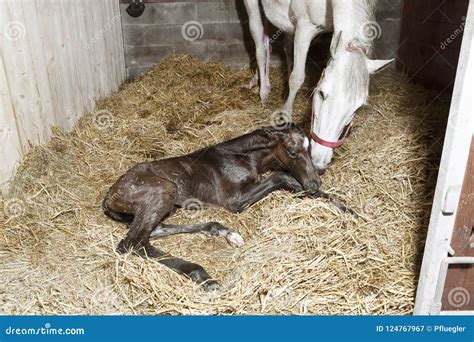 Foal Birth In The Horse Stable Stock Image Image Of Color Birth