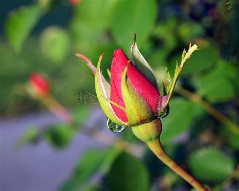 Rosebud With Reflections In Dew Drop Stock Photo Image Of Foliage