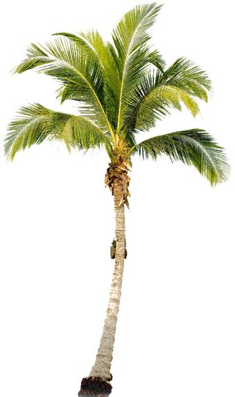 Palm Tree Image Png Transparent Background Free Download 43057