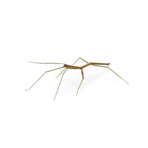 Free Stick Insect Png Images And Psds For Downloads Pixelsquid S111829842