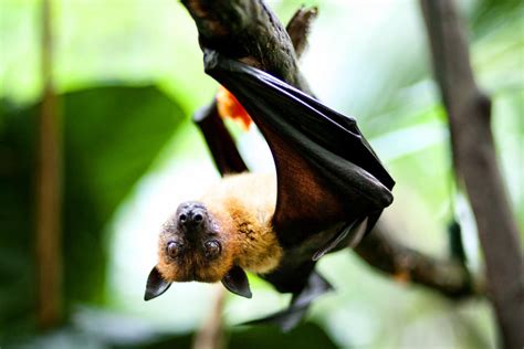 Malayan Flying Fox By Draken413o On Deviantart