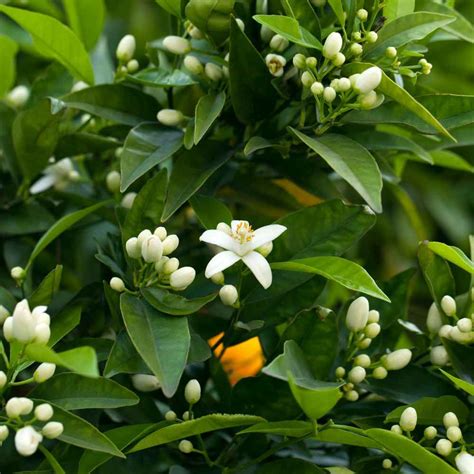 National Orange Blossom Day 2023 History Importance And How To Celebrate